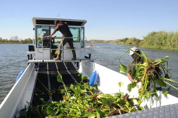 Una barca cosechadora, en la presa de Montijo, en el año 2013. 