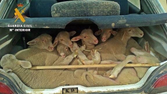 Las ovejas descubiertas en el maletero del vehículo