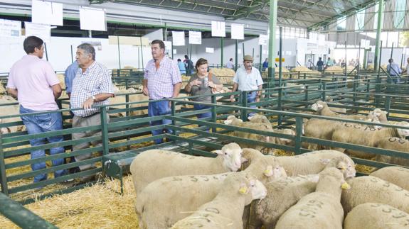 La Feria de Zafra expondrá 2.000 cabezas de ganado