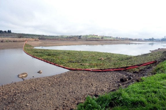 Barrera con camalote (ahora hay menos) y río bajo mínimos a su paso por Mérida en enero de este año. La imagen se repetirá pronto. :: B. F.