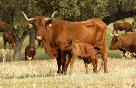 Una vaca de la especie retinta junto a su cría. :: hoy