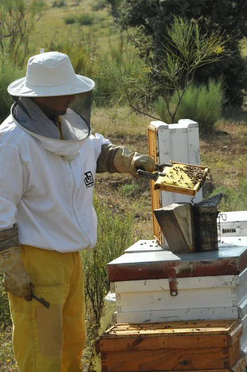 Un apicultor en Las Hurdes. :: hoy