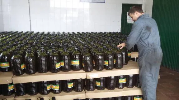 La producción de aceituna para aceite será un 50% más baja que el año pasado