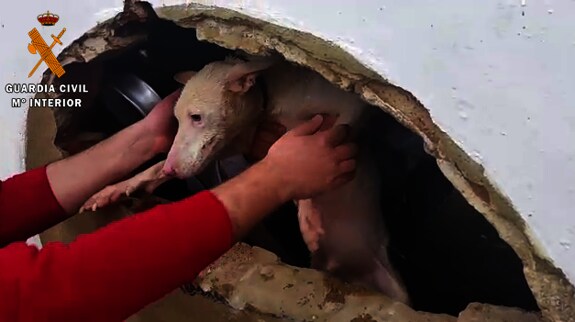 Rescatado un perro que había caído a un pozo en Tres Arroyos