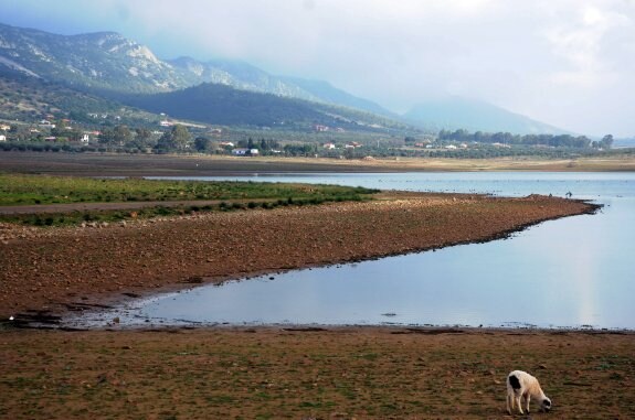 Una oveja pasta en la cola del embalse de Alange, que se encuentra al 46,9% de su capacidad. :: brígido