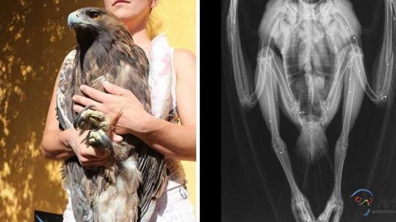 El águila real que recibió un disparo volverá a volar el viernes
