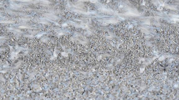 Primer premio FIO 2017: ‘Marea alta’, de José Manuel Grandío.