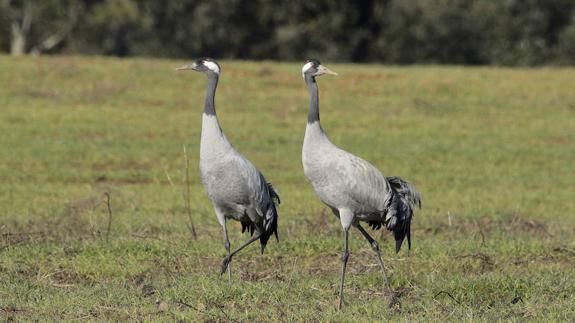 La población de grullas está creciendo.