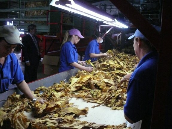 Un grupo de trabajos selecciona el tabaco. :: hoy