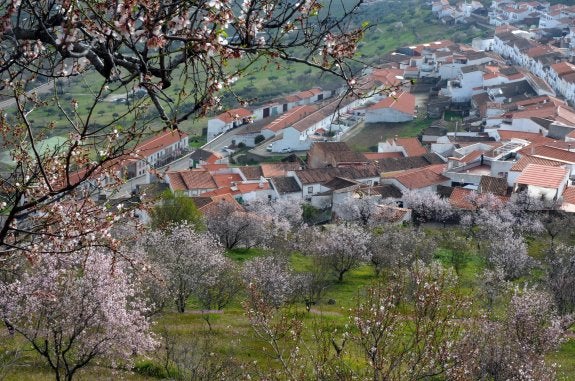 Almendros en flor apiñados en la sierra de Feria, con el casco urbano de la localidad al fondo. Este pueblo de la comarca de Zafra cuenta en su término con decenas de árboles de floración temprana. :: brígido
