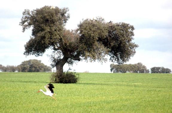 Imagen de archivo de una finca extremeña:: HOY