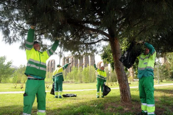 Trabajadores de FCC revisan las copas de los árboles por si tuvieran procesionaria. :: brígido
