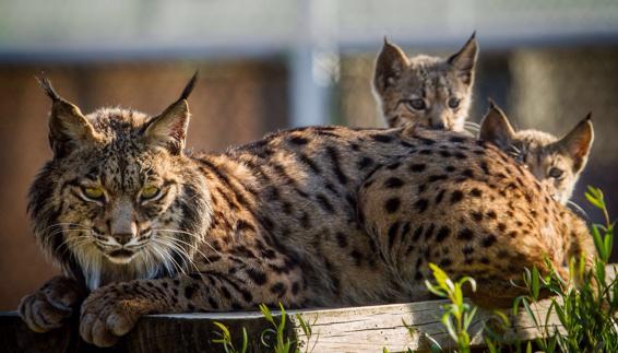 Gitanilla y sus cachorros, en una imagen de archivo del centro de cría El Acebuche:: ANTONIO RIVAS (Lynx ex-situ)