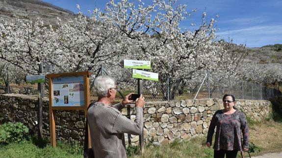 Visitantes al Valle del Jerte, paseando entre cerezos blancos y fotografiándose con ellos de fondo. :: DAVID PALMA