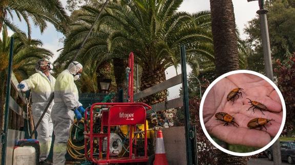 Operarios municipales tratan palmeras frente a Castelar. En la foto detalle se muestran cuatro ejemplares de picudo rojo.