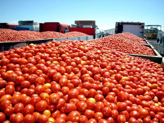 Camiones cargados con tomates extremeños. :: hoy