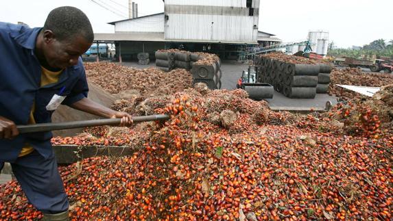 Reportaje de una plantación de palma de aceite en Irobo, Costa de Marfil.