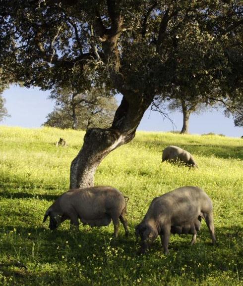 Cerdos ibéricos en montanera en una dehensa extremeña.