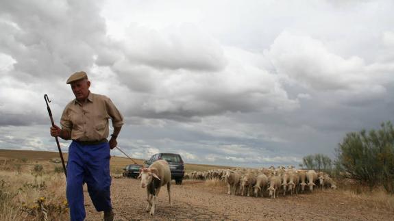 La Junta abona casi 25 millones de euros en ayudas al ovino y al caprino