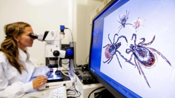 Sanidad confirma la presencia de garrapatas con fiebre hemorrágica en Extremadura y otras tres regiones
