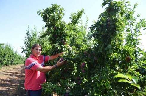  Herminio Íñiguez en su plantación de frutales. :: f. h.