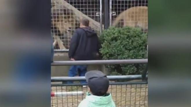 El alcohol y los leones