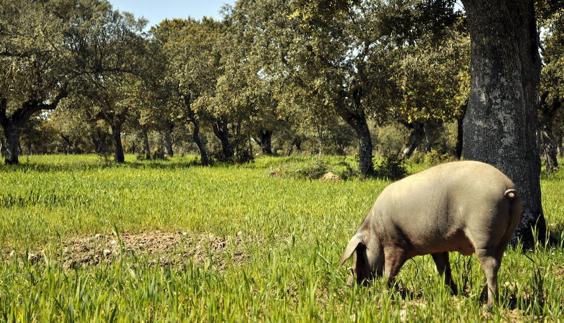 La Asamblea de Extremadura quiere que el Estado pague la multa de 79 millones de euros relativa a la cuantificación de la superficie de pastos que conllevan ayudas de la Unión Europea