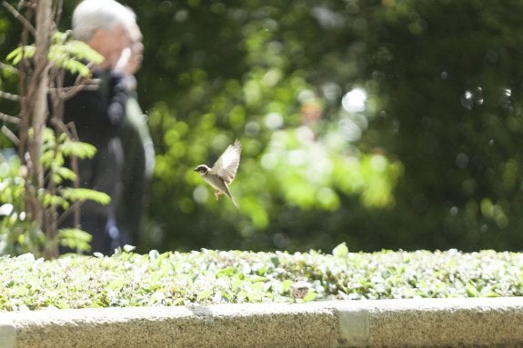 En primer término, un gorrión revoloteando en el Paseo de Cánovas. :: JORGE REY