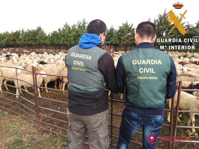 Guardia Civil con los animales sustraídos.:: HOY