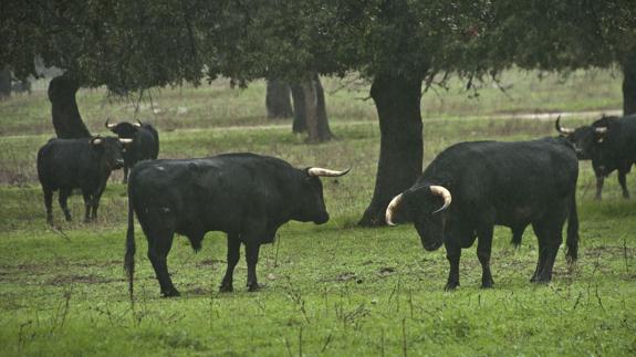 La Junta propondrá incluir la raza del toro de lidia como receptora de fondos Feader