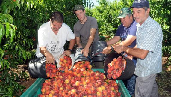 Trabajadores en la recolección del melocotón de la campaña pasada en Arroyo de San Serván.