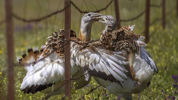 Ejemplares de avutarda en Sierra de Fuentes