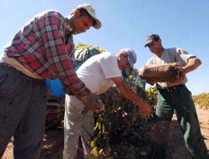 Agricultores en las labores de la vendimia en Tierra de Barros. / HOY