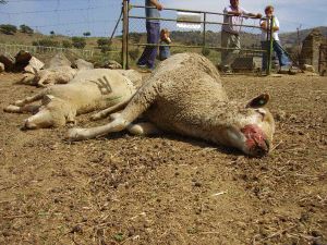 Muerto por 'lengua azul' . / HOY