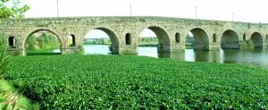 El Guadiana gana la batalla contra el camalote