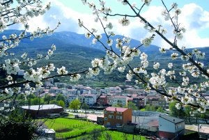 Los cerezos del Jerte estarán llenos de flores la semana que viene