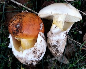 Ejemplar de la amanita cesárea alba (a la derecha), junto a un ejemplar normal de esta seta.  ::                             RAFA                             MOLINA