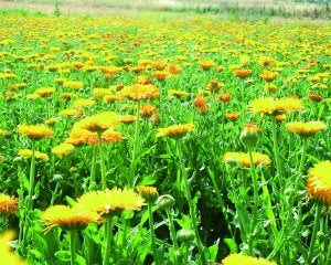 Uno de los cultivos en los que ha trabajado la investigadora Elena Gil. ::
CEDIDA