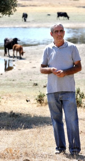 En la dehesa. Enrique Vega en la finca Casablanca, donde tiene una explotación ecológica de 150 vacas en 400 hectáreas. ::                             ANDY SOLÉ                                                En la dehesa. Enrique Vega, en la finca Casablanca, donde tiene una explotación ecológica de 150 vacas en 400 hectáreas. ::                             ANDY SOLÉ