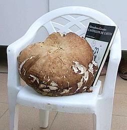 El gran boletus de Talayuela