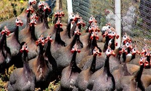 Tentudía examina la cría de gallinas de Guinea para la sostenibilidad de la dehesa