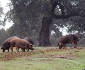 El sector porcino y la Junta piden reducir las categorías de cebo