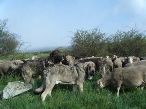 Los ecologistas buscan recuperar el mastín para el pastoreo