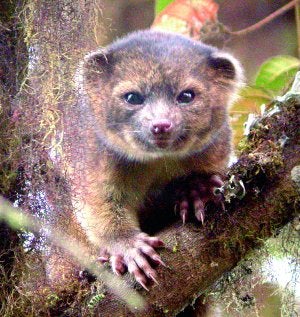 Ejemplar de olinguito en un árbol, tal como viviría en la Cordillera de los Andes. ::                             MARK GURNEY