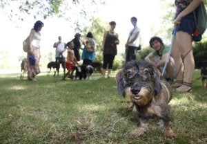 Grupo de personas con sus mascotas en el Parque del Príncipe de Cáceres. ::                             HOY