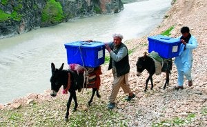 Dos afganos se sirven de burros para llevar las urnas hasta las zonas más remotas de la provincia de Balkh. ::
SAYED MUSTAFA / EFE