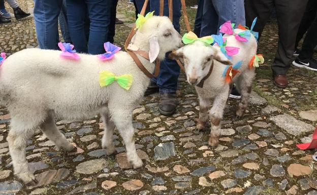 Los borreguitos ataviados con sus lazos de colores 