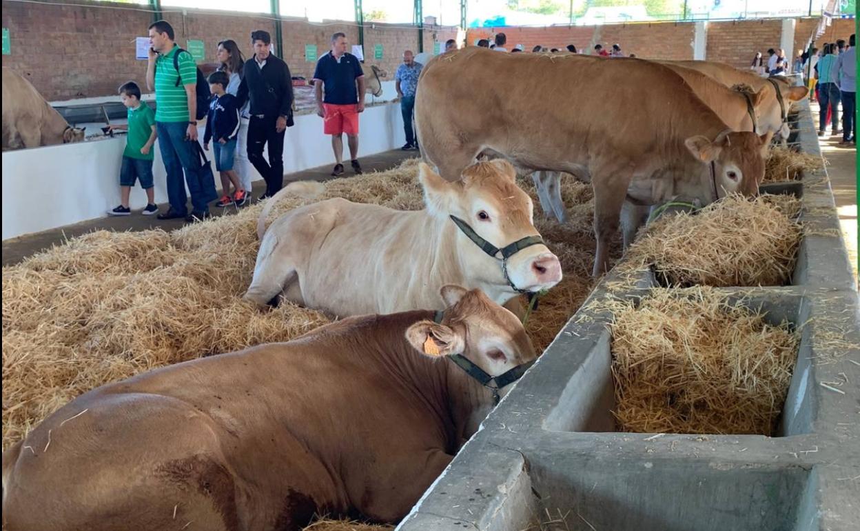 Una de las naves de ganado en la feria de 2019 