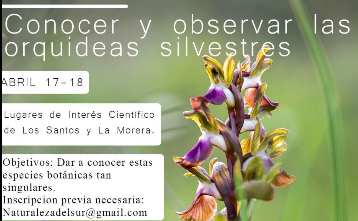 La Asociación de Municipios Comarca de Zafra Rio Bodión nos acerca a las orquídeas silvestres
