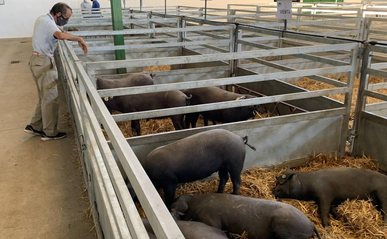 Nave de ganado porcino ibérico 